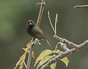 Black-faced Grassquit, Presqu'ile de Caravelle, Martinique.